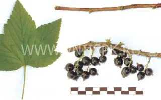 Память Вавилова