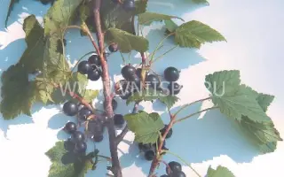 Память Жучкову