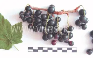 Память Лисавенко