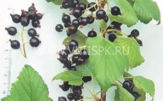 Память Мичурина