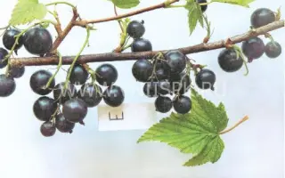 Партизанка Брянская