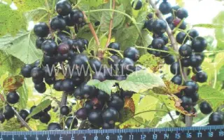 Перезвон (Романтика)