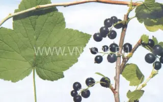 Петербурженка (Апатика)