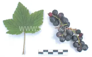 Плотнокистная