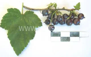 Подарок заполярья