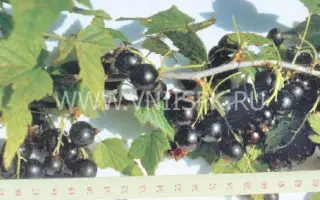 Подарок Ильиной