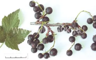 Подарок Кузиору