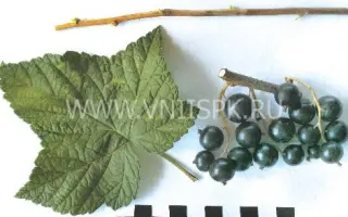 Подарок Куминову