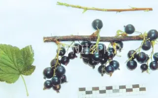 Подарок октябрю