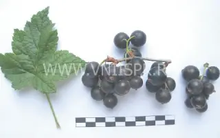 Поклон Борисовой