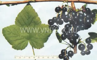 Поэзия (Нежная)