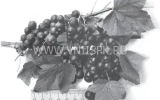 Приморский великан