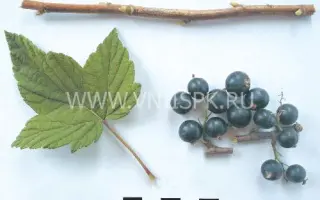 Ранняя Потапенко