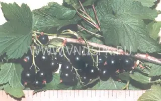 Саратовская крупноплодная