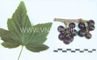 Саянский сувенир