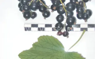 Светлолистная