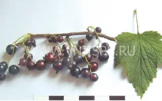 Северное сияние