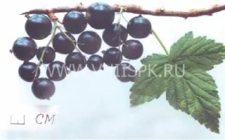 Селеченская