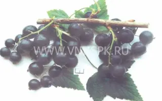 Селеченская 2