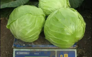 Анадоль F1 / Anadol F1