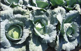 Габриель F1 / Gabriel F1