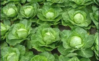 Свирель F1 /  Svirel F1