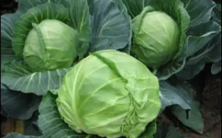 Янисоль F1 / Yanisol F1