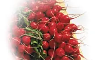 Анабель F1 / Annabel F1