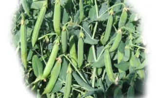 Бастион / Bastion