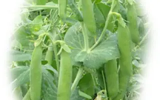 Донана / Donana