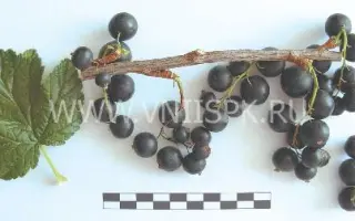 Сеянец голубки