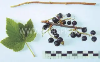 Сладкоплодная