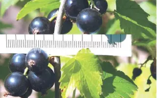 Соловьиная ночь