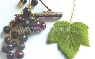 Сюрприз Елсаковой