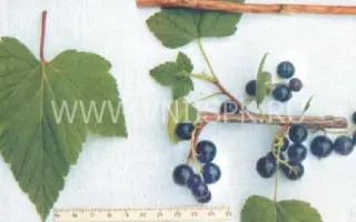 Трилена (Алёнушка, Чудо)