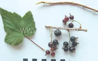 Хара Кыталык