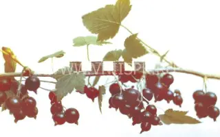 Челябинская фестивальная