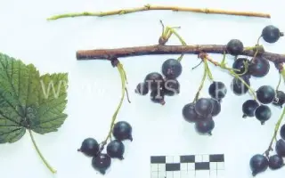 Чемпион приморья