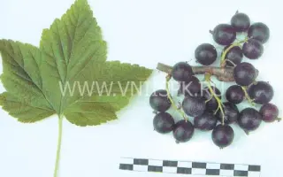 Черкашинская