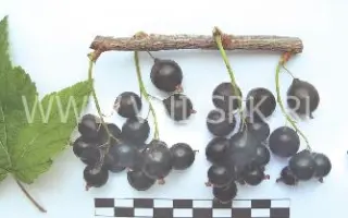 Чёрный аист