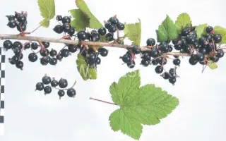 Чудное мгновение