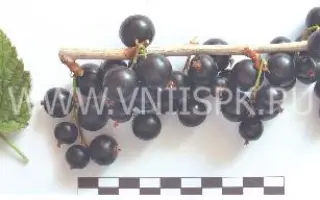 Шаровидная