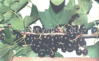 Юбилею Саратова