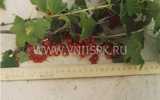 Алая зорька