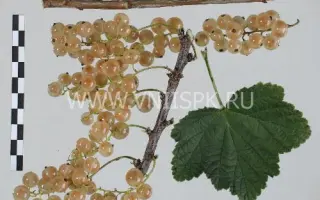 Белая Потапенко