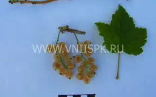 Белая фея (Алмазная)