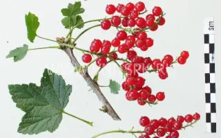 Валентиновка