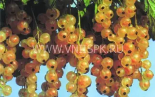 Версальская белая (Versailles Blanche)