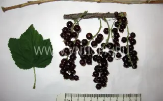 Виксне (Красная Виксне, Вишнёвая Виксне)