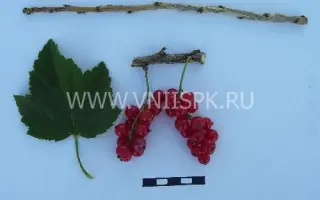 Задунайская (Красная Смольяниновой)